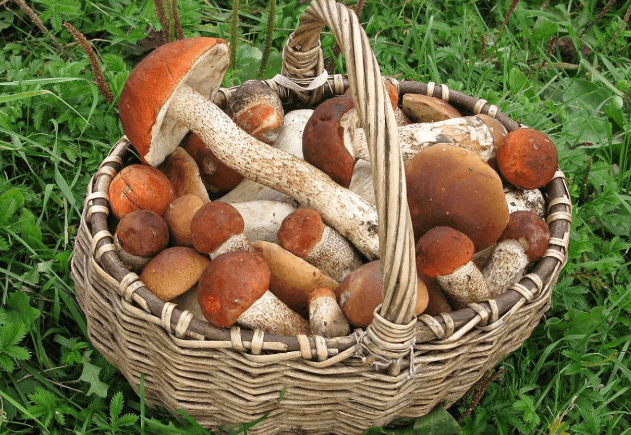 Календар грибника: коли і які гриби збирати в Україні