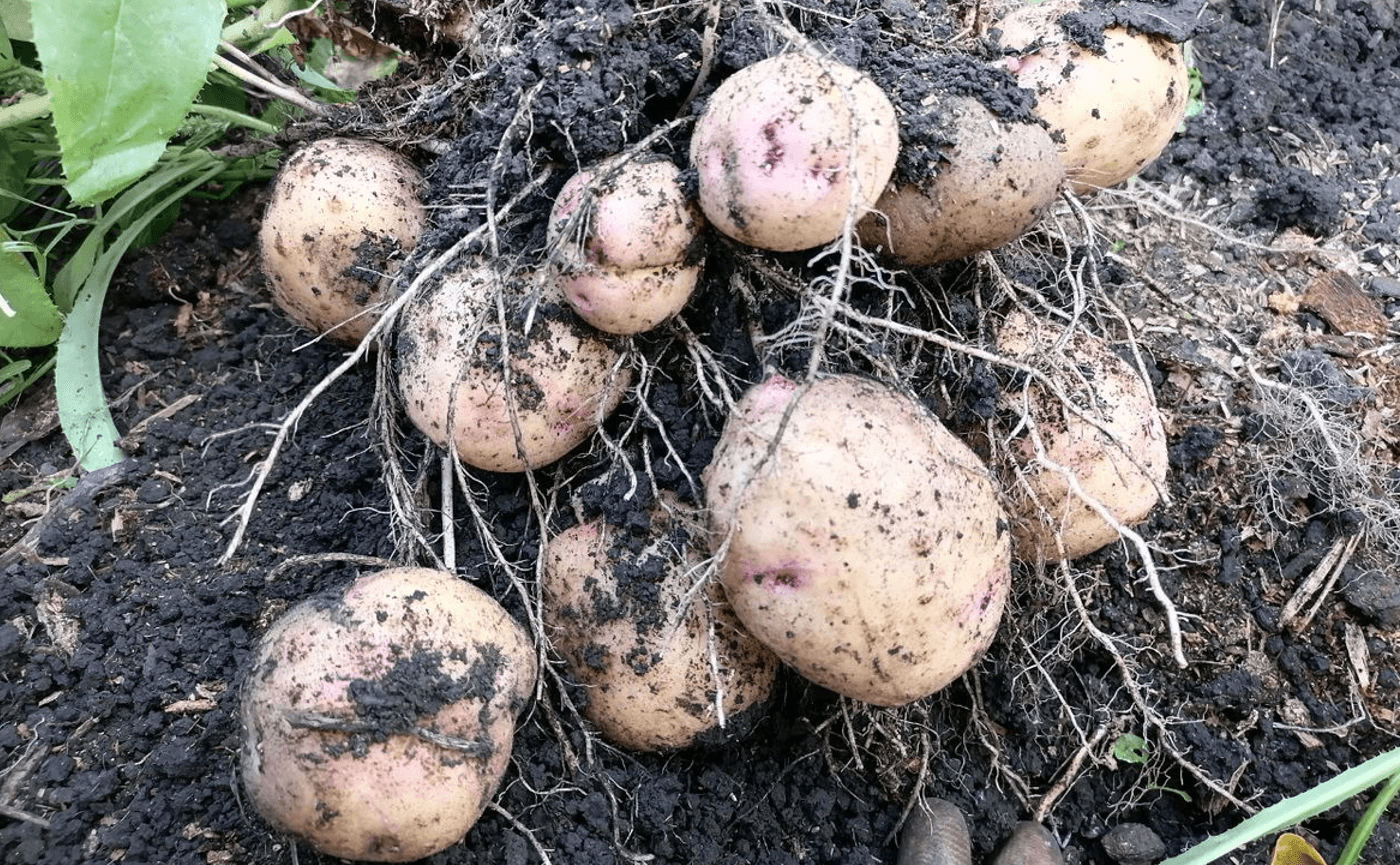 Коли копати картоплю: як не зіпсувати врожай і зібрати вчасно
