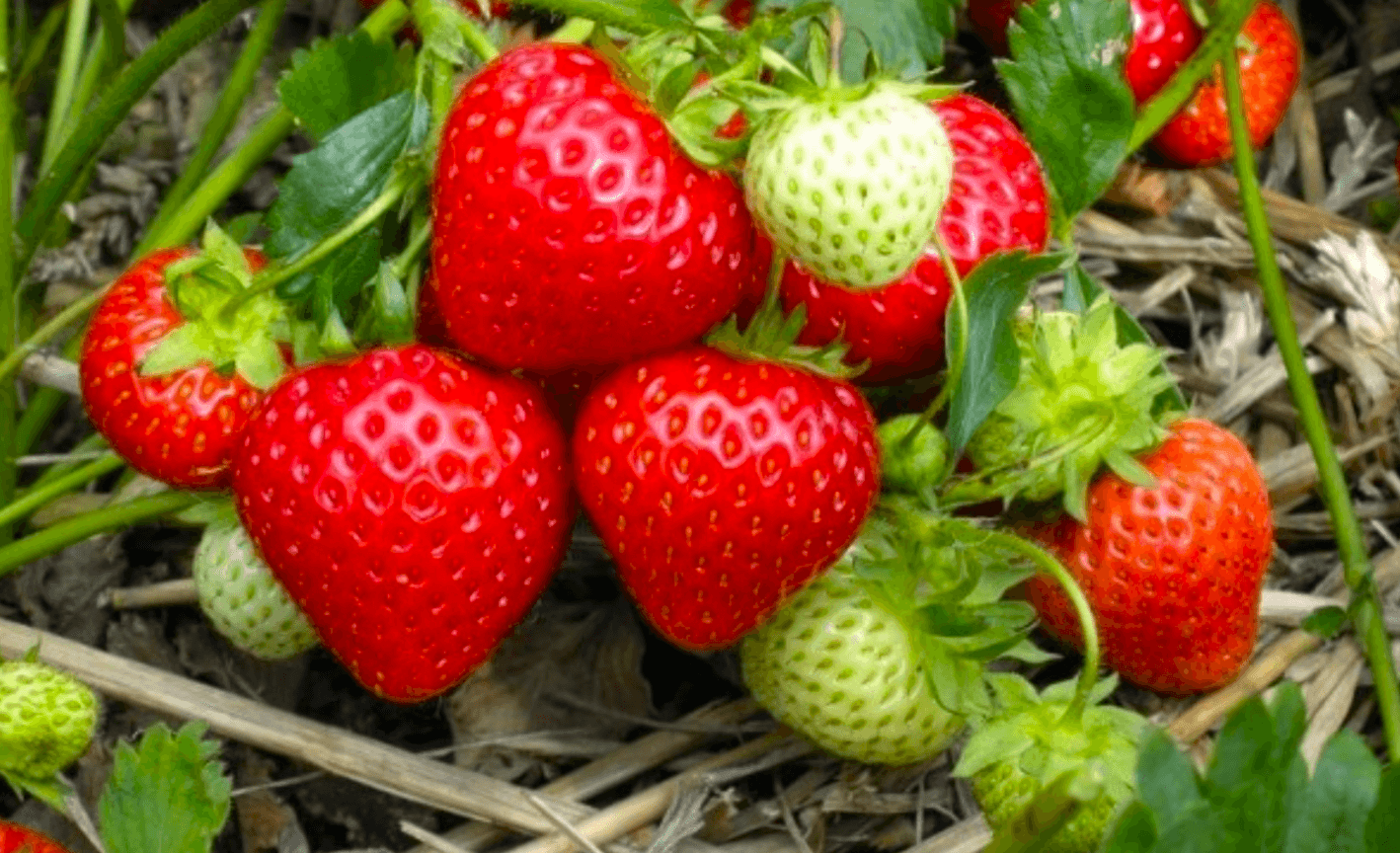 Ремонтантна полуниця цвіте восени? Не дивуйтесь! Як я доглядаю і збираю гігантський урожай!