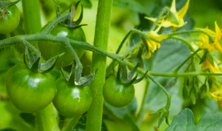 Борна кислота для помідорів: як підсилити цвітіння і збільшити врожай