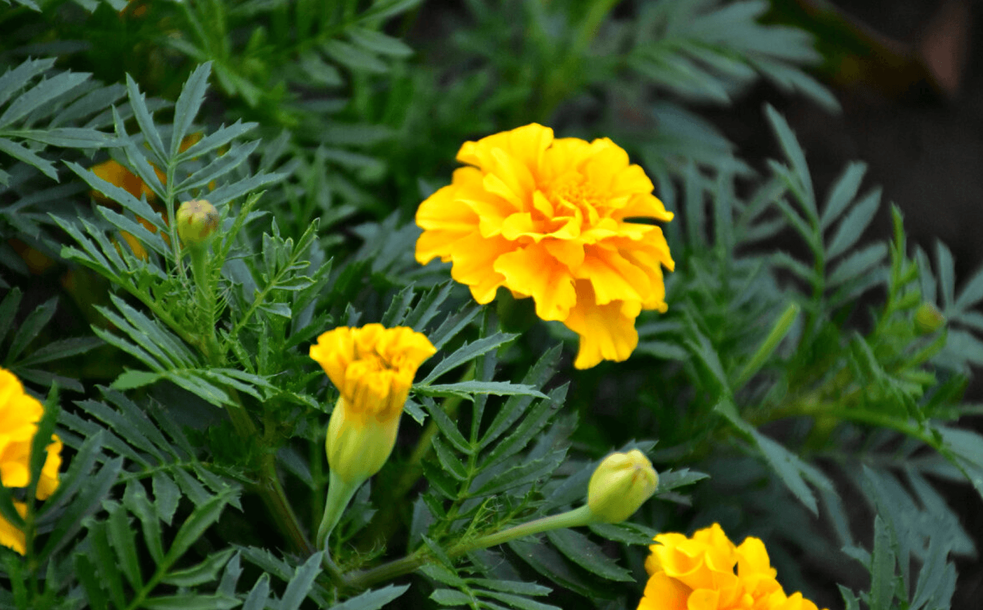 Як чорнобривці можуть захистити ваш сад і допомогти в лікуванні — несподівані факти