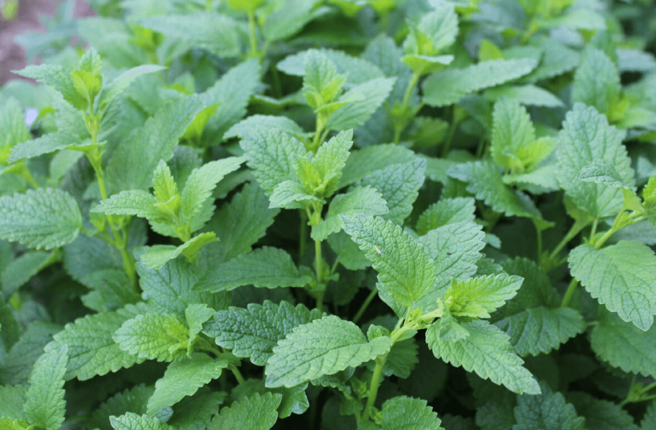 Меліса: користь, лікувальні властивості та секрети вирощування