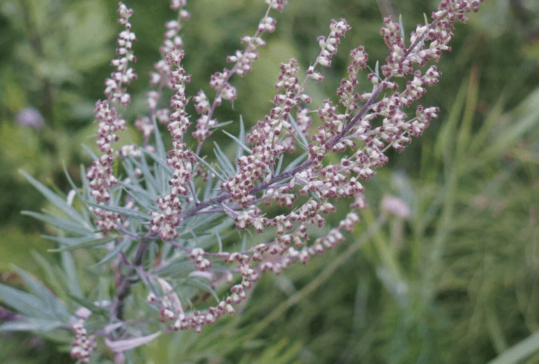 Полин: користь, лікувальні властивості та секрети використання Полин: користь, лікувальні властивості та секрети використання