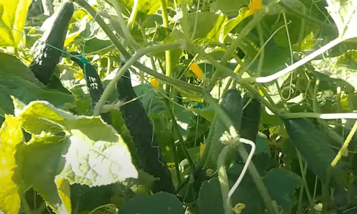 обробка огірків від жовтого листя