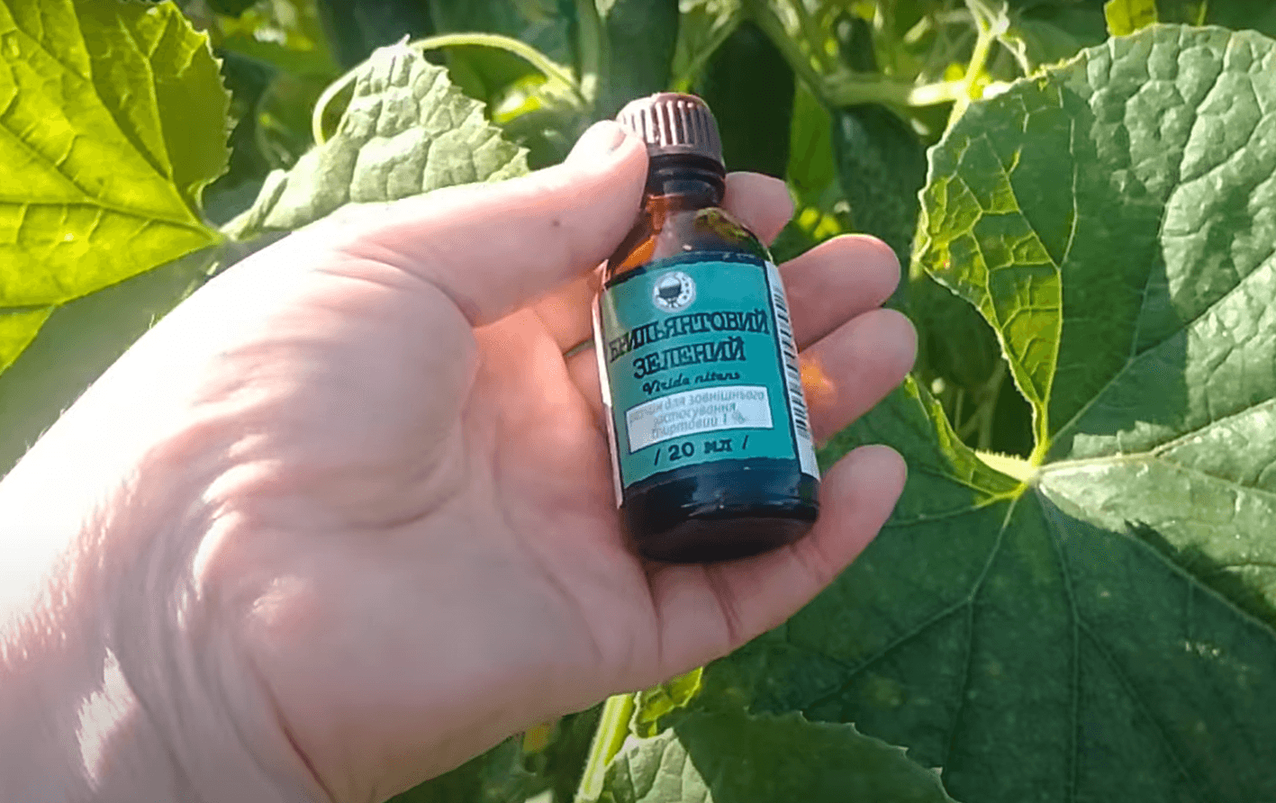 обробка зеленкою