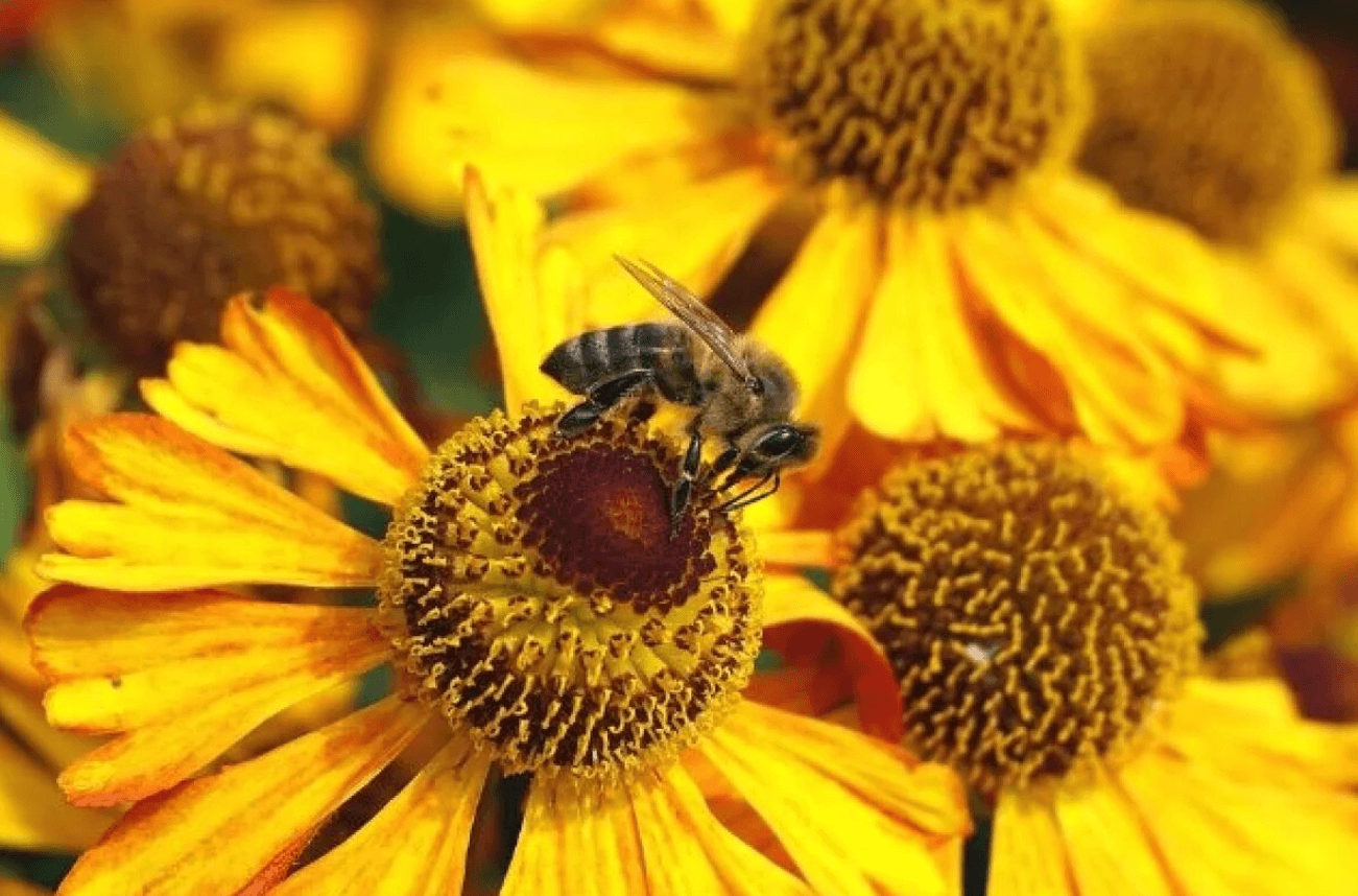 День пасічника в Україні: історія, традиції та поради на серпень