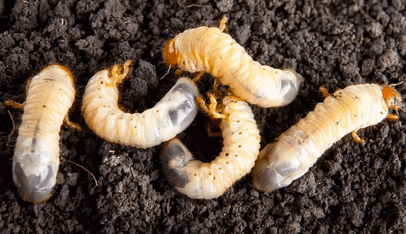 Біла личинка хруща: шкода та ефективні способи боротьби