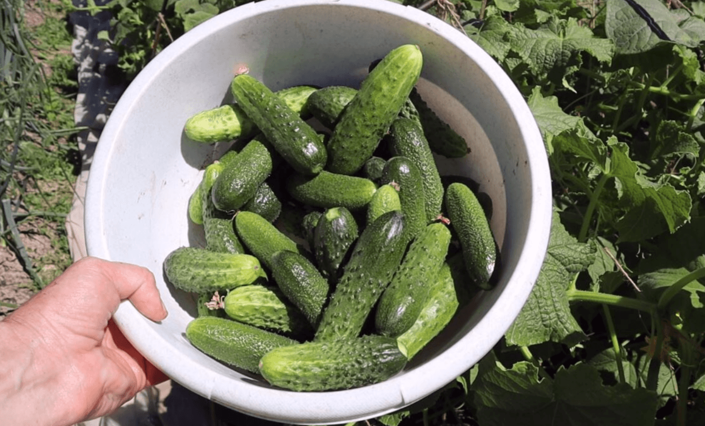 підживлення огіріків содою 