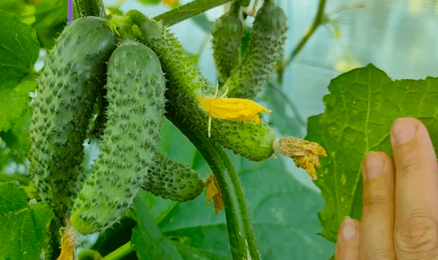 Даю Соду огіркам та помідорам у Серпні! Збираю врожай відрами до заморозків!