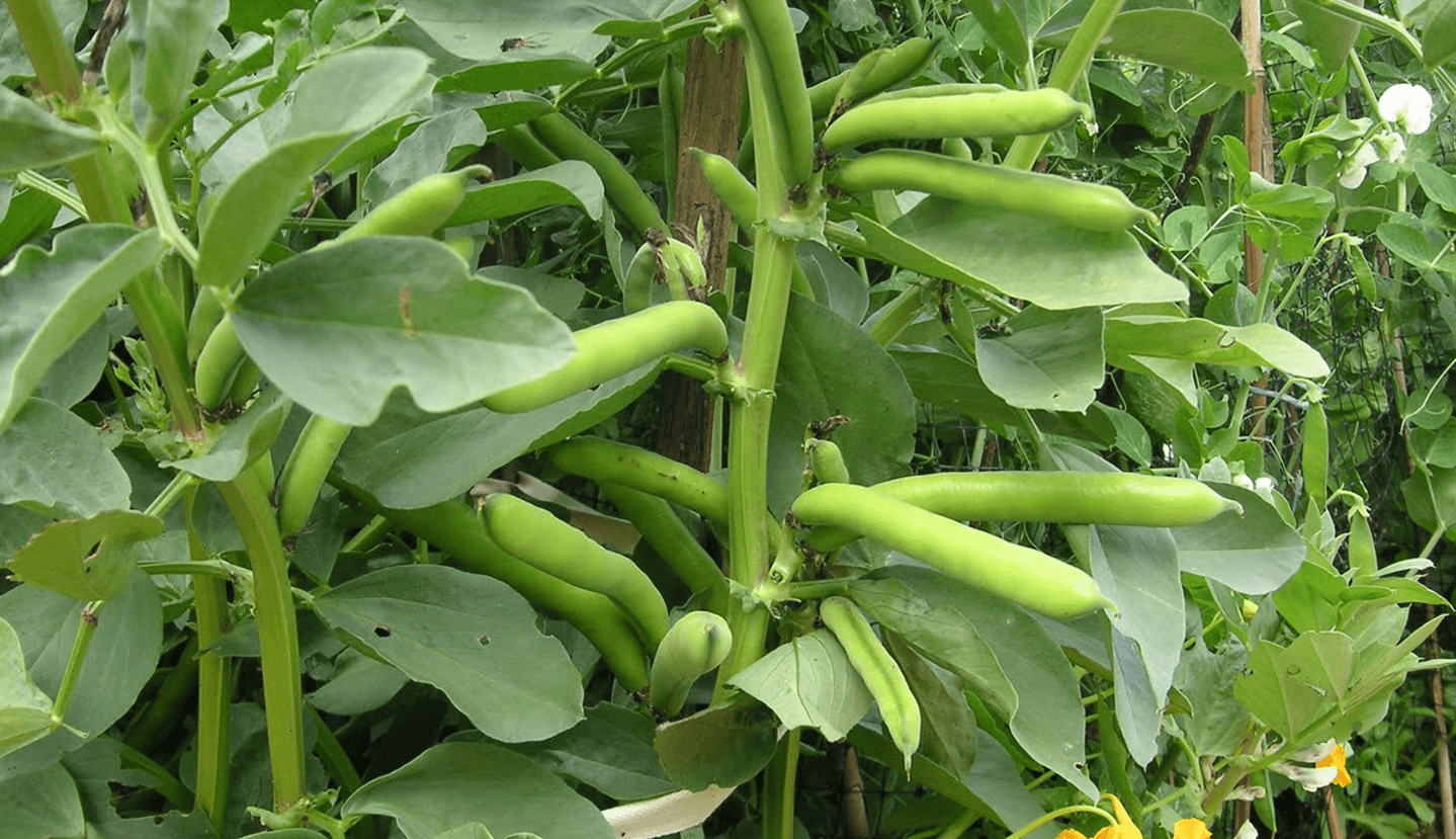 Найсолодший біб зривають лише у ці дні серпня