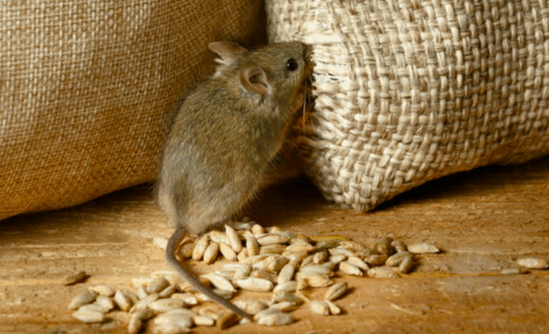 Як позбутися мишей назавжди: ефективні способи та народні методи