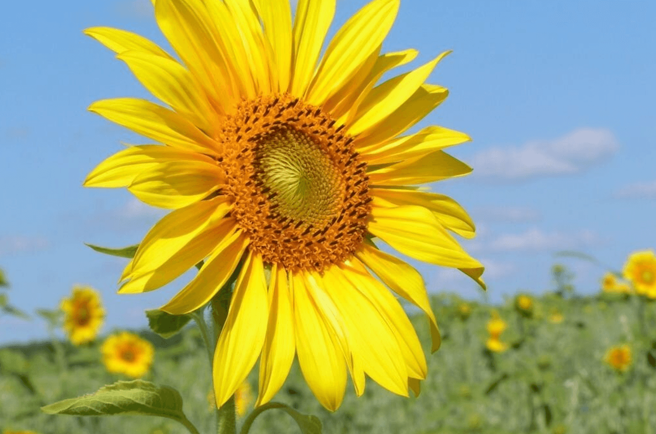 Соняшник у серпні: етапи дозрівання, догляд та поради зі збору врожаю