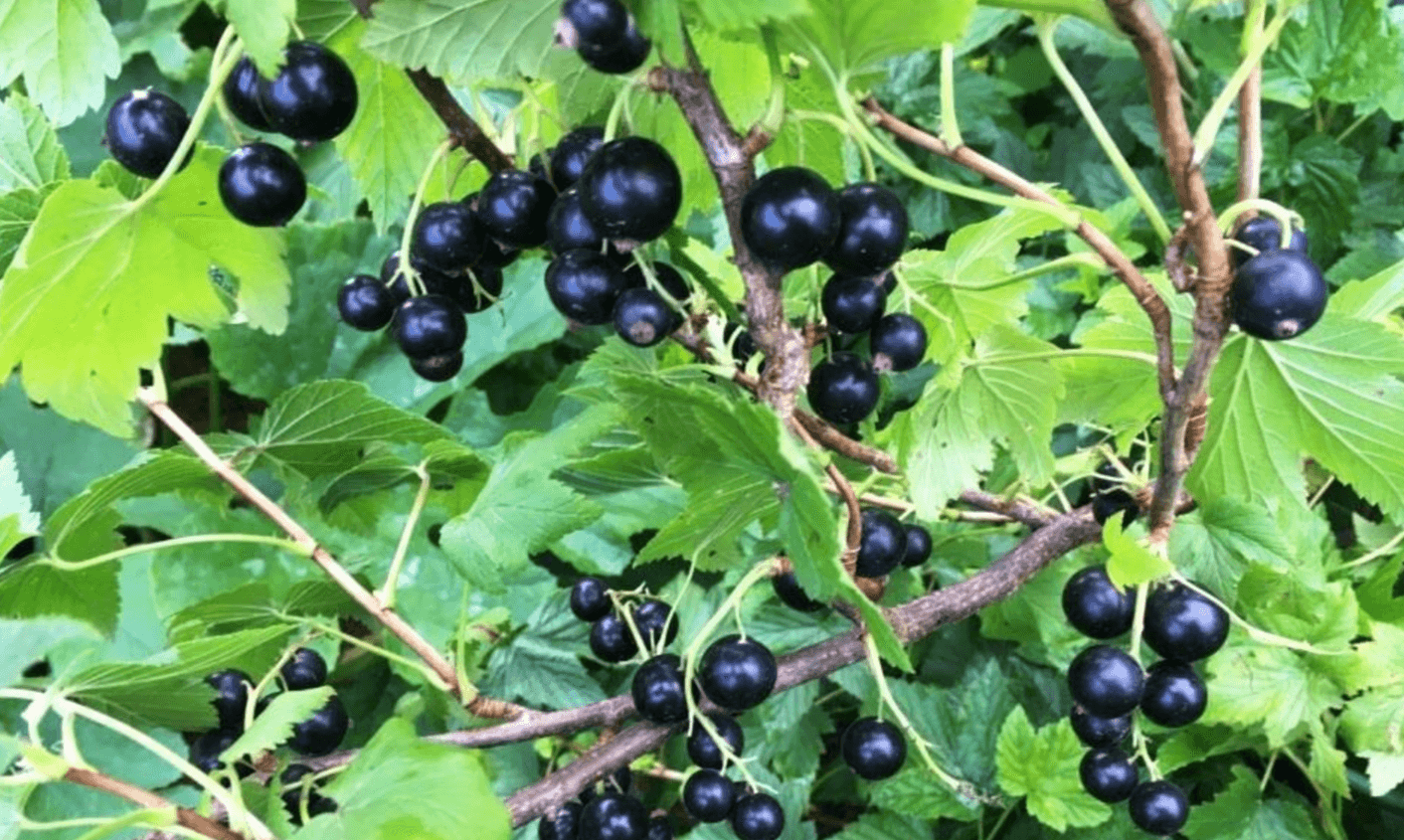 листя смородини для огірків