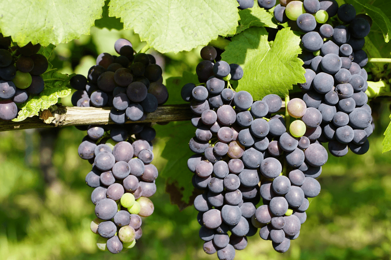 Виноград — це не лише смачний та корисний фрукт, а й символ тепла, літа й сонячної енергії. Проте, щоб насолодитися солодкими гронами, важливо враховувати низку чинників: клімат, сорт винограду та правильний догляд. Якщо ви мрієте отримати врожай раніше, ніж зазвичай, пропонуємо три перевірені способи прискорити достигання ягід. Вибір правильного сорту Перший крок до швидкого врожаю — грамотно підібраний сорт. Виноград буває як ранньостиглим, так і пізньостиглим, і саме від цього залежить, коли ви скуштуєте перші ягоди. Як обрати сорт: Ранньостиглі сорти. Якщо хочете насолодитися виноградом уже на початку сезону, обирайте сорти, що достигають за 90–120 днів, наприклад «Тамарис», «Альфа» чи «Каберне Совіньйон». Кліматичні умови. Для північних і прохолодних регіонів краще підходять морозостійкі різновиди, здатні швидше визріти навіть за короткого літа. Оптимальні умови вирощування Швидкість достигання винограду напряму залежить від умов, у яких він росте. Правильний догляд допоможе значно скоротити терміни дозрівання. Що варто зробити: Місце посадки. Вибирайте сонячні ділянки з гарною вентиляцією. Рослина потребує щонайменше 6–8 годин прямого сонячного світла щодня. Живлення. Використовуйте фосфорно-калійні добрива, адже вони сприяють швидшому визріванню ягід. Добре підходить суперфосфат чи калійна сіль. Полив. Регулярний, але помірний полив особливо важливий під час цвітіння та наливу ягід. Уникайте застою води, аби не спровокувати гниль, але й не допускайте пересихання ґрунту. Формування куща та обрізка Грамотна обрізка дозволяє винограду зосередити сили на плодах і прискорює їхнє достигання. Основні прийоми: Весняна обрізка. До початку активної вегетації видаляйте слабкі й пошкоджені пагони, залишаючи найміцніші. Пасинкування. Прибирайте зайві пагони, що забирають поживні речовини, погіршують освітлення та загущують кущ. Підв’язування. Фіксуйте лози на шпалерах чи опорах, щоб забезпечити краще освітлення й вентиляцію грон, а також знизити ризик розвитку хвороб. Підсумок Щоб виноград дозрів швидше, потрібно поєднувати кілька методів: правильно підібрати сорт, створити сприятливі умови вирощування та грамотно формувати кущ. Комплексний підхід дозволить отримати солодкі та соковиті ягоди значно раніше, ніж зазвичай, і подарує справжнє задоволення від домашнього врожаю.