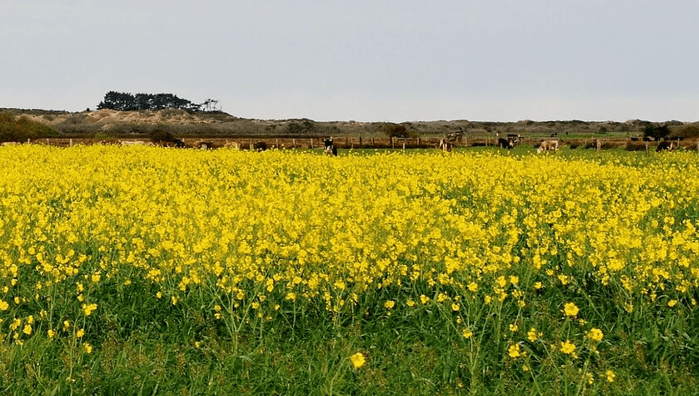 Посадка гірчиці після картоплі у серпні: чому це роблять і яка користь для ґрунту
