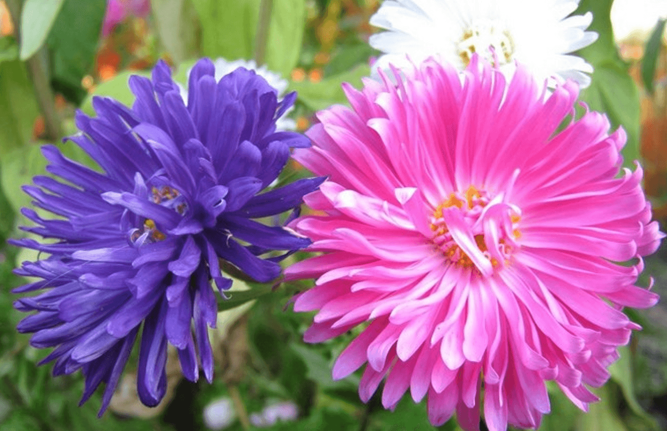 Які квіти цвітуть у серпні: топ рослин для яскравого саду