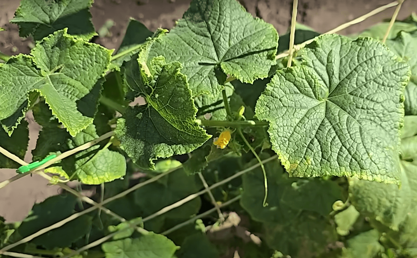 підживлення огріків в серпні сир, як підживлення