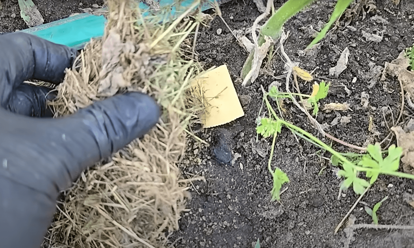 підживлення огірків в серпні сиром