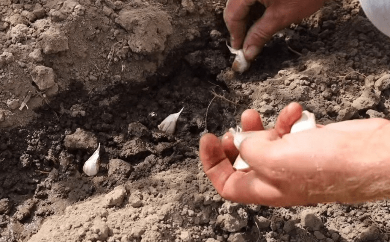 Посадиш у ці дні і часник буде, як кулак! Секрети озимого часнику