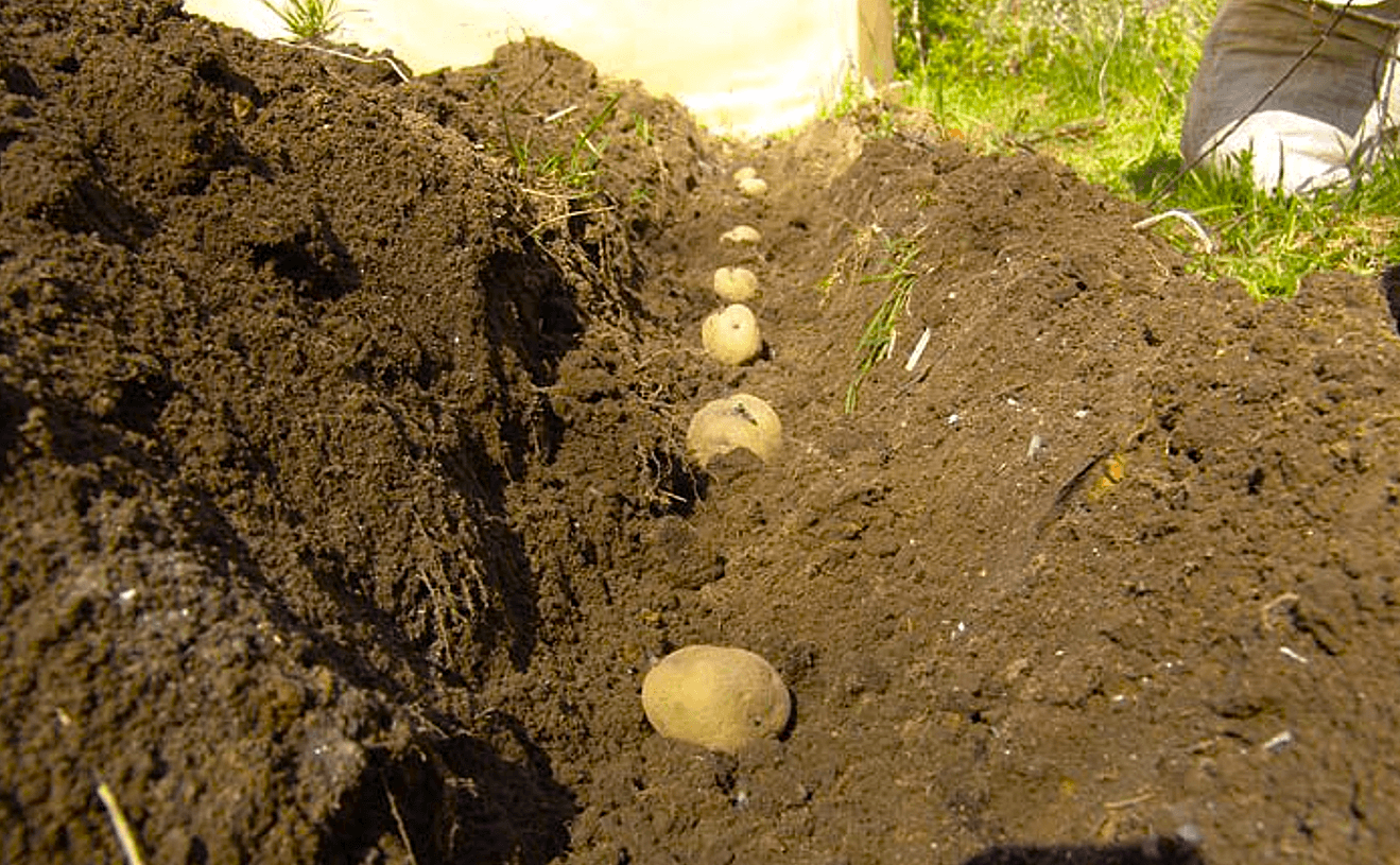 Багато городників навіть не здогадуються, що картоплю можна садити не лише навесні, а й восени. А це справжній лайфхак для тих, хто мріє про ранній урожай без зайвої мороки. Уявіть: поки сусіди ще будуть із сапами бігати по грядках у квітні, у вас картопля вже зазеленіє, а в червні можна буде викопати перші бульби. Чому варто садити картоплю під зиму Ранній урожай. Весняна волога й тепло одразу запускають ріст, і рослина стартує швидше. Менше хвороб і шкідників. Дрібні шкідники ще не активні, тому молода картопля має більше шансів розвинутися здоровою. Економія часу. Весною у вас буде менше роботи, бо головні грядки вже закладені восени. Смак і користь. Рання картопля завжди ніжніша й ароматніша — ідеальна для молоденьких літніх страв. Коли садити картоплю під зиму Найважливіше — не поспішати. Якщо посадити занадто рано, бульби проростуть і вимерзнуть. Ідеальний момент — коли температура повітря опустилася до +2…+5 °C, а ґрунт ще не промерз. 📌 Орієнтовні строки: на півночі України — кінець жовтня, у центральних областях — із кінця жовтня до середини листопада, на півдні — навіть до кінця листопада, якщо ґрунт дозволяє. Як правильно садити Вибирайте середньопізні або пізні сорти, вони витриваліші. Бульби обов’язково мають бути здорові, без пошкоджень. Садіть глибше, ніж навесні — 8–10 см. Грядку після посадки бажано замульчувати сухим листям, соломою чи перегноєм — так картопля краще перезимує. Маленький секрет для великого врожаю Досвідчені господарі радять перед посадкою обробити бульби деревною золою або спеціальними біопрепаратами. Це захистить їх від гнилі й дасть потужний старт навесні. Що отримаєте навесні Якщо все зробити правильно, то вже у червні ви зможете ласувати власною молодою картоплею. Урожай буде ранній, рівний і якісний. І, повірте, відчуття, коли сусіди ще садять, а ви вже копаєте — безцінне!