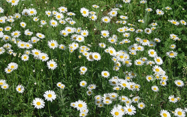 Звичайна ромашка, а лікує майже все: чому її варто мати вдома кожному