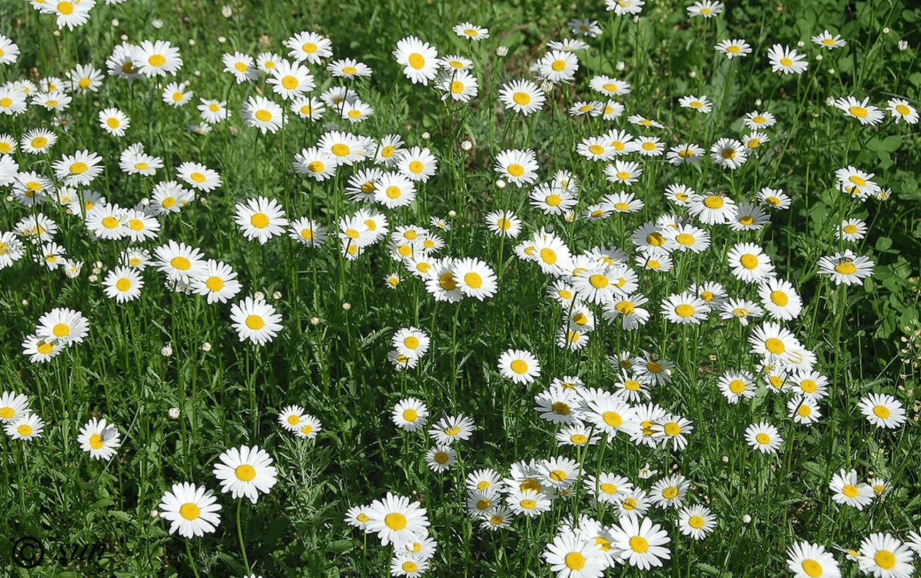Звичайна ромашка, а лікує майже все: чому її варто мати вдома кожному