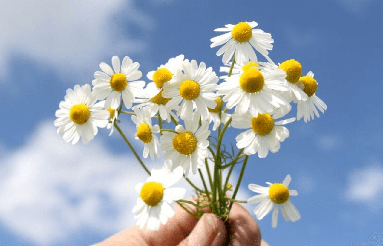 Звичайна ромашка, а лікує майже все: чому її варто мати вдома кожному