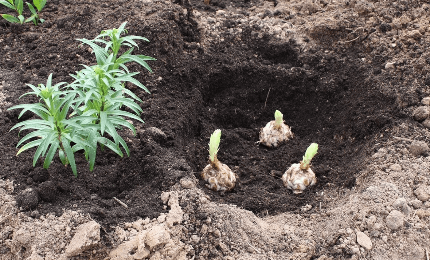 Посадіть лілії восени і навесні сад вибухне квітами, як ніколи!