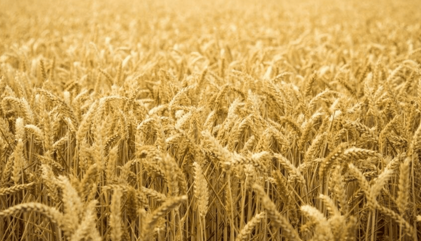 24 серпня День Незалежності України