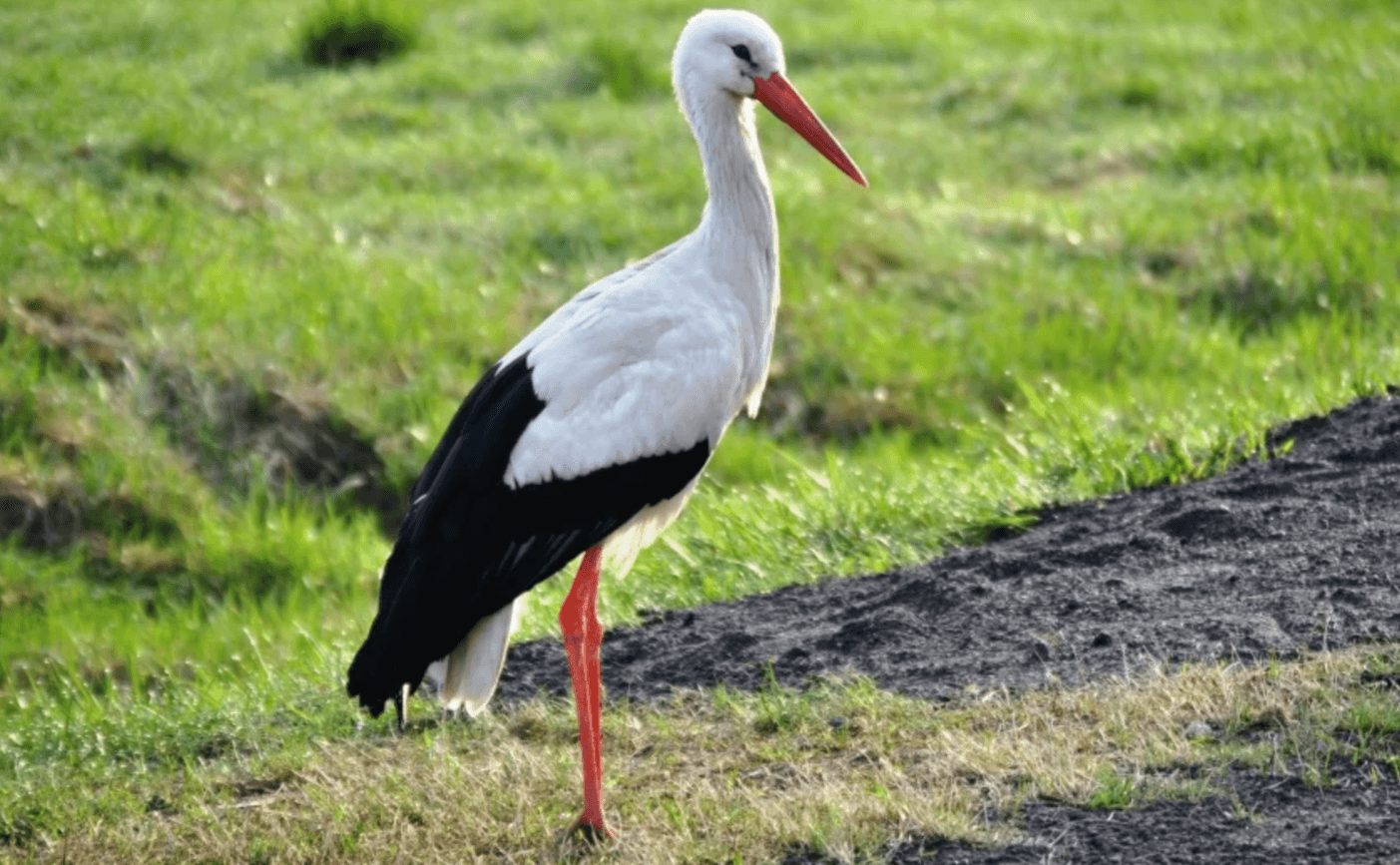 народні прикмети про лелек