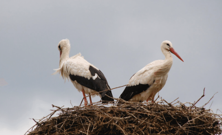 Чому Лелеки досі не відлетіли? Що означає і чого чекати? Знак природи чи випадковість?