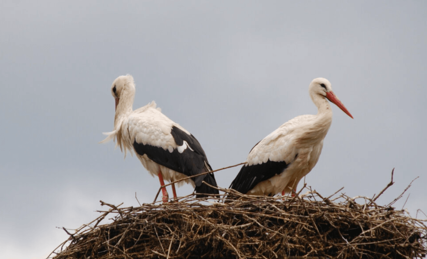 Чому Лелеки досі не відлетіли? Що означає і чого чекати? Знак природи чи випадковість?