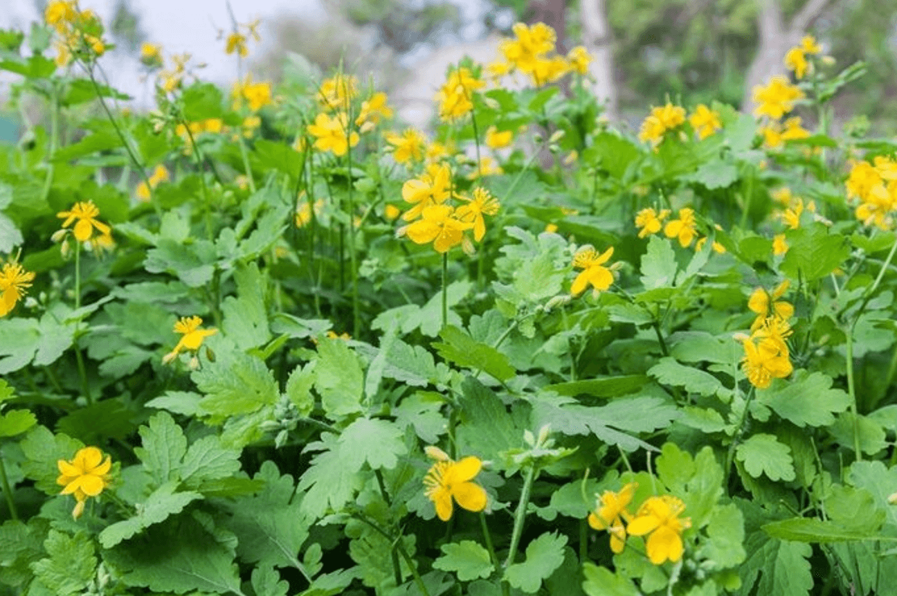 Чистотіл: трава, яка виводить бородавки і чистить печінку