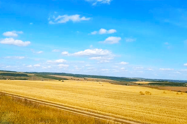 Не паліть стерню! Ось що з нею робити, щоб земля дала вдвічі більший урожай