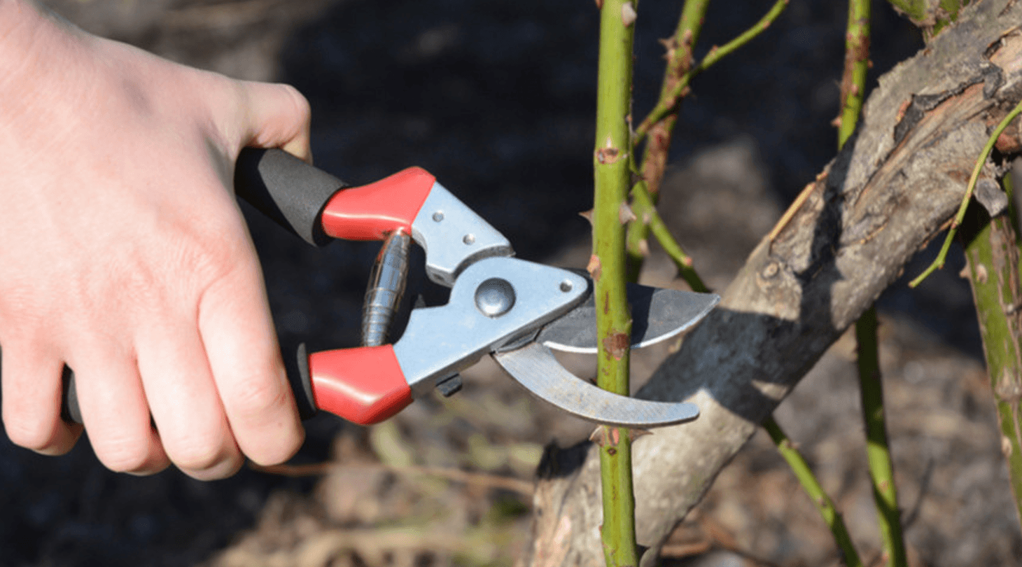 Як обрізати троянди восени: поради садівникам