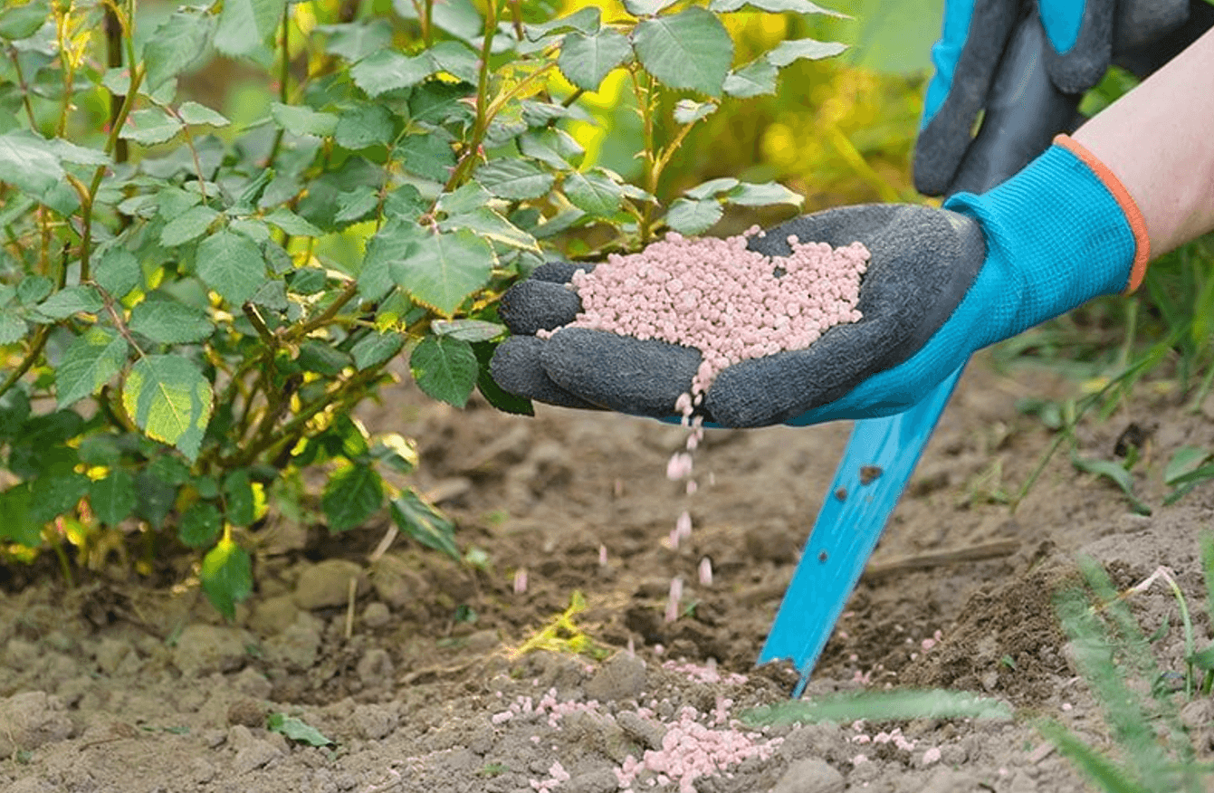 Як підготувати троянди до зими: повний посібник для садівників