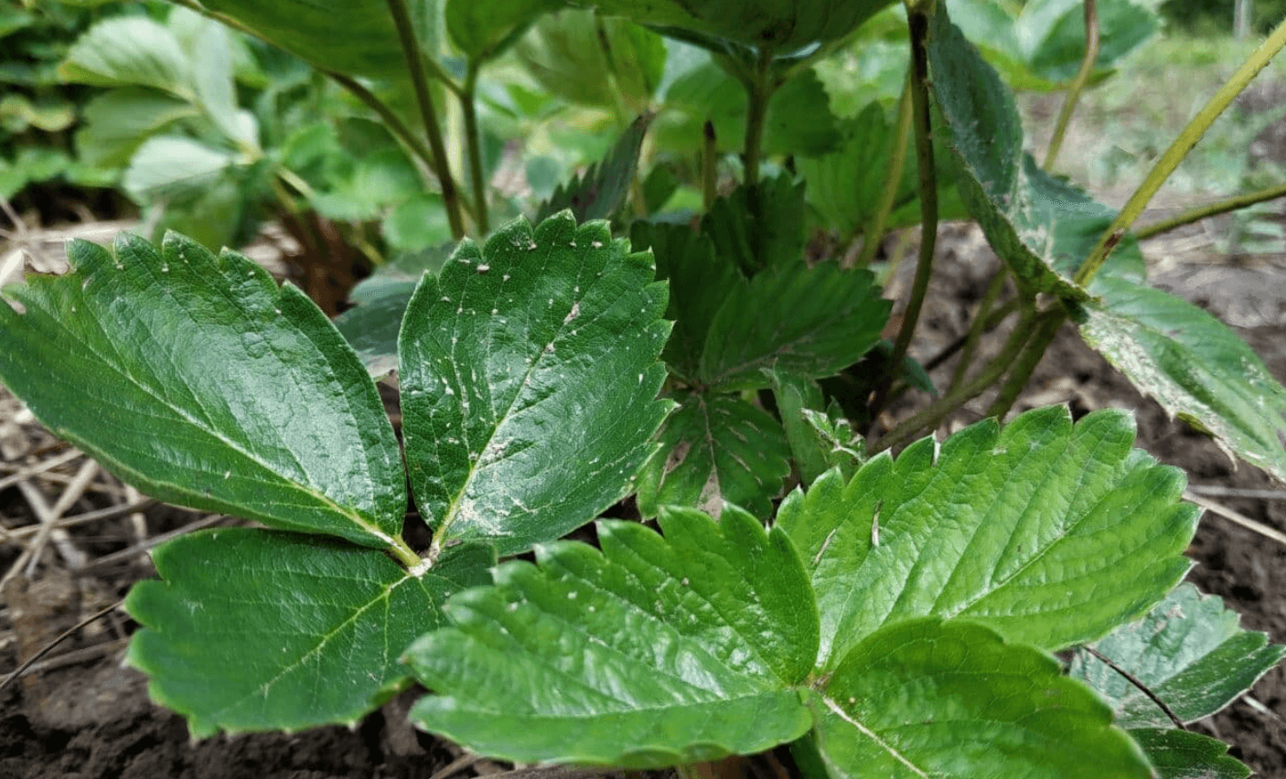 догляд за полуницею восени