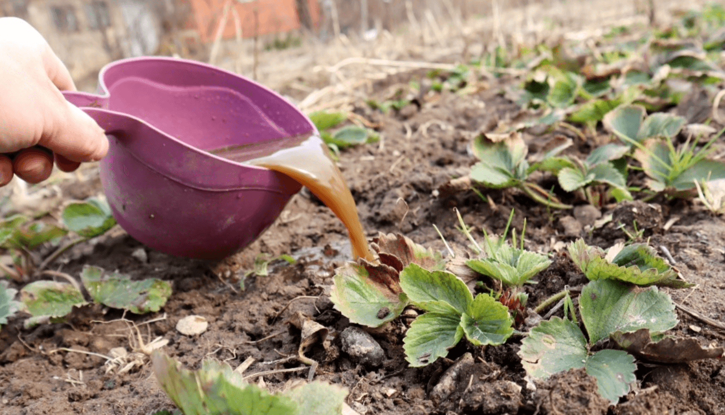 підживлення полуниці восени