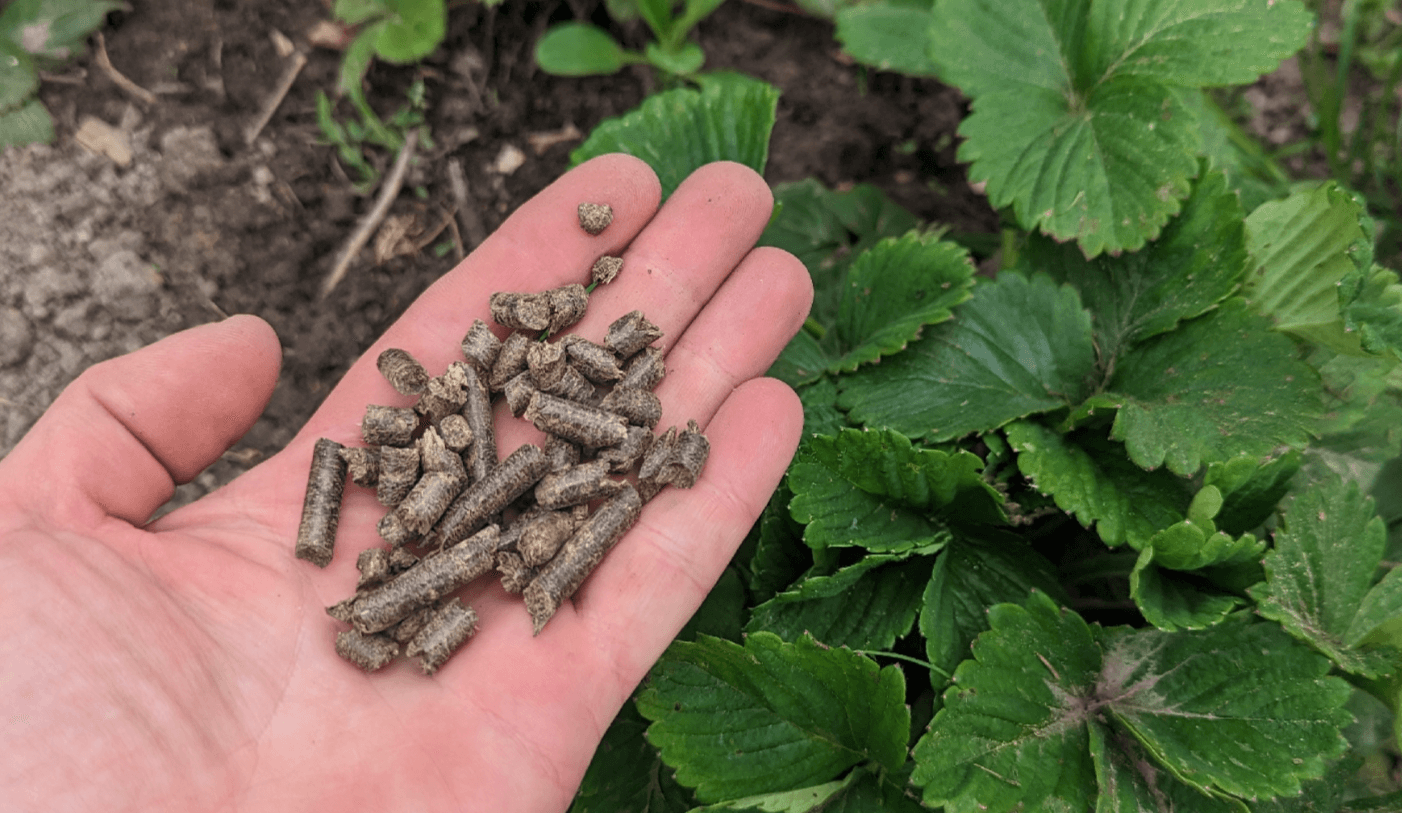Чим підживити полуницю восени