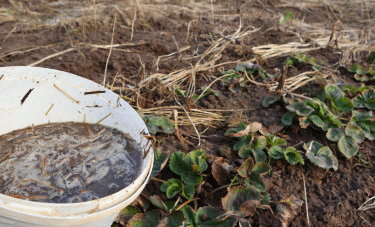 Це підживлення полуниці у серпні вересні - заряджає на супер рясний урожай великої ягоди наступного року