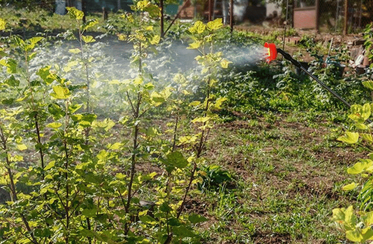 Чому сад хворіє навесні? Вся правда про осінню обробку від шкідників