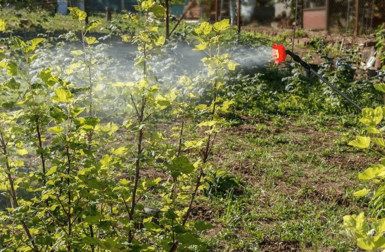 Чому сад хворіє навесні? Вся правда про осінню обробку від шкідників