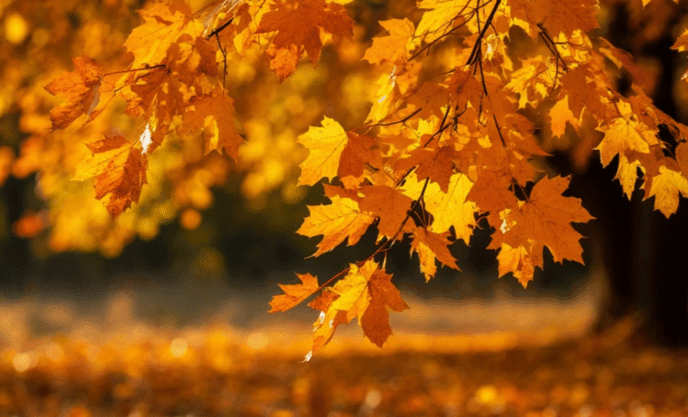 30 серпня: яке сьогодні свято, традиції та прикмети! Що суворо заборонено робити сьогодні, щоб не злякати удачу