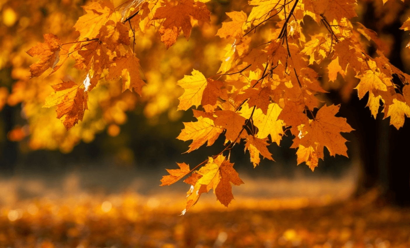 30 серпня: яке сьогодні свято, традиції та прикмети! Що суворо заборонено робити сьогодні, щоб не злякати удачу