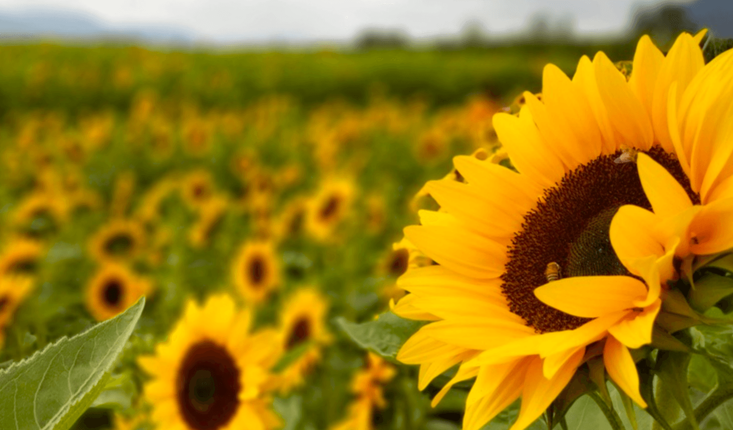 31 серпня: яке свято? Прості речі та народні настанови, щоб рік був вдалим на всі 100 %