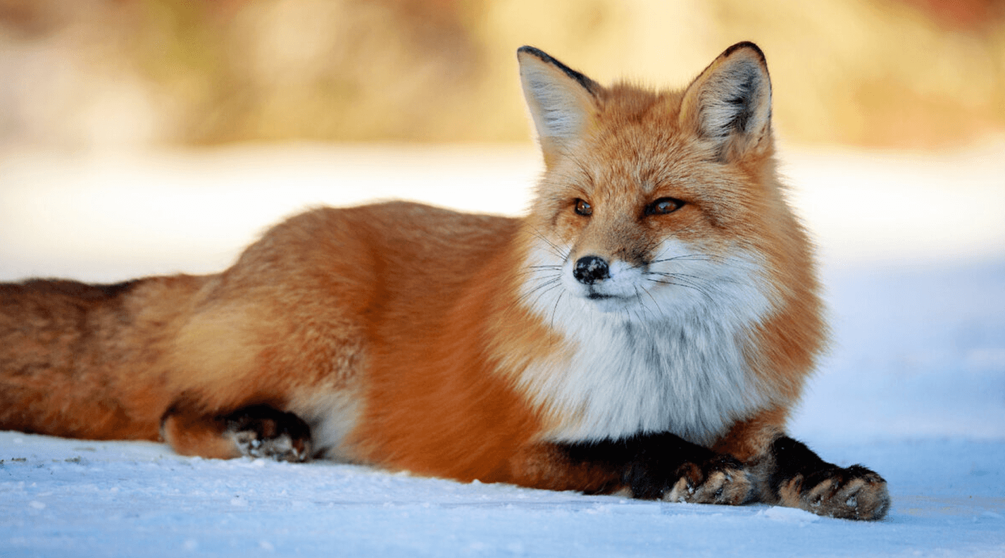 Лисиця у дворі: коли тікати, а коли небезпечно для життя