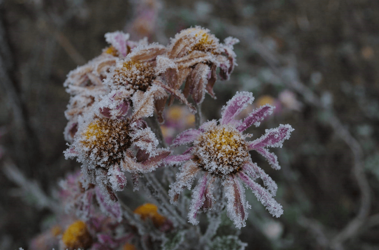 Осінні заморозки вже близько: як врятувати врожай від холодних ночей
