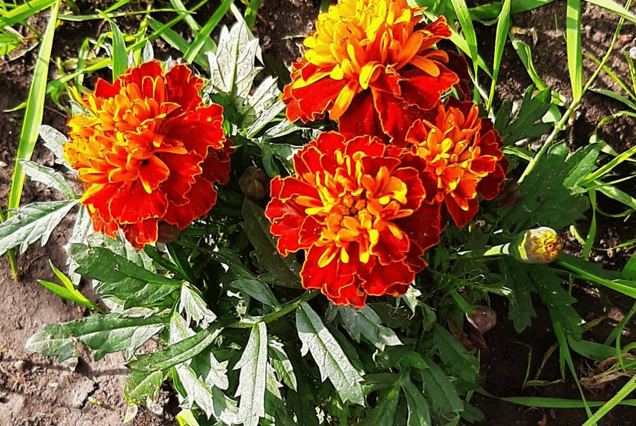 Чому досвідчені господині обов’язково сушать чорнобривці восени