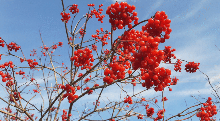 Осінній порятунок: простий рецепт чаю з калини від застуди та тиску