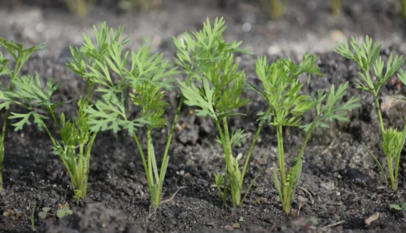 Дешевий "лікар": ось що лікує бадилля моркви, а ви й не здогадувались
